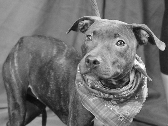 A picture of Melody, a dog from the BARC animal shelter in Houston